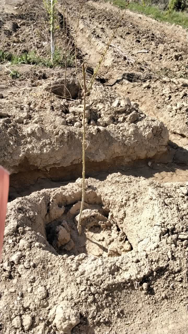 درخت انار در استان اصفهان شهر گلپایگان